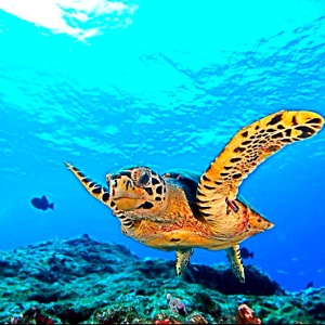 Sueste,é lindo ver as tartarugas no fundo do mar com snorkel.